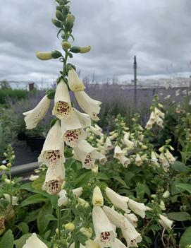 Digitalis purpurea 'Dalmatian Cream'