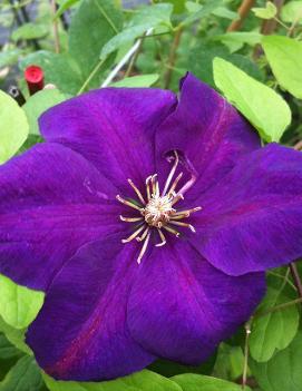 Clematis 'Perrin's Pride'