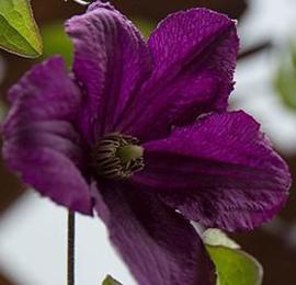 Clematis 'Trikatrei'