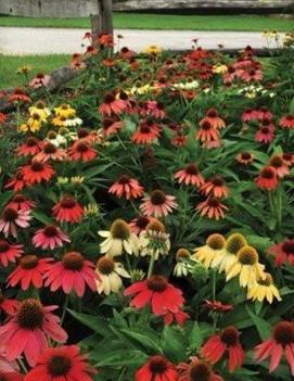 Echinacea x 'Cheyenne Spirit'