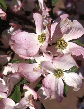 Cornus florida 'Prairie Pink'