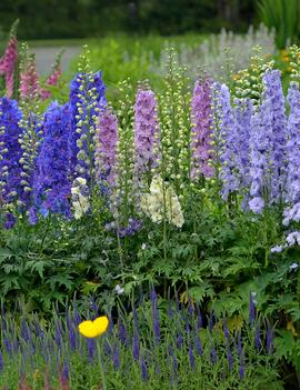 Delphinium elatum 'Mini Stars'