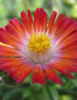 Delosperma cooperi Jewel of the Desert Grenade ('DSAA13-1') (PP27014)