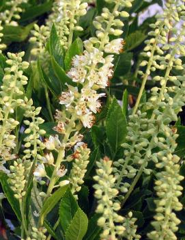 Clethra alnifolia 'Sixteen Candles'