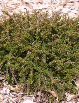 Cotoneaster apiculatus 'Tom Thumb'