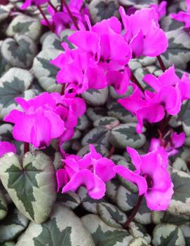 Cyclamen coum 'Something Magic' (PP19894, COPF)