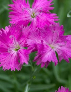 Dianthus x 'Neon Star' (PP14549, COPF, CPBR2751)