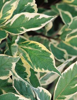 Cornus alba 'Argenteo Marginata'