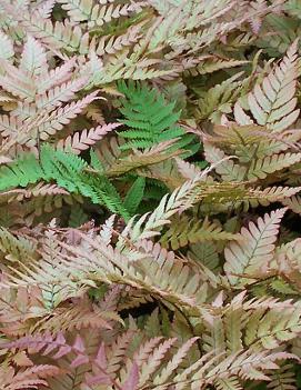 Dryopteris erythrosora