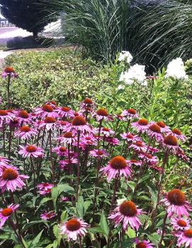 Echinacea purpurea 'Merlot' (PP18814, COPF)