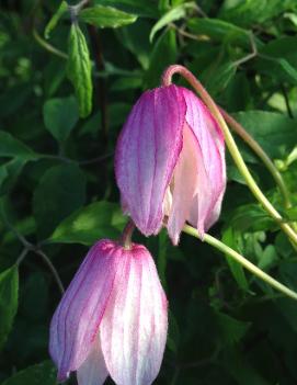 Clematis 'Pink Flamingo'