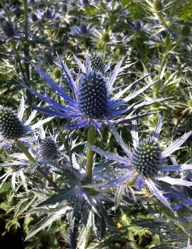 Eryngium zabelii 'Big Blue' ( PP20636, COPF)