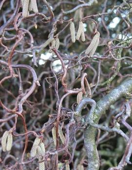 Corylus avellana 'Contorta'