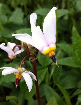 Dodecatheon meadia