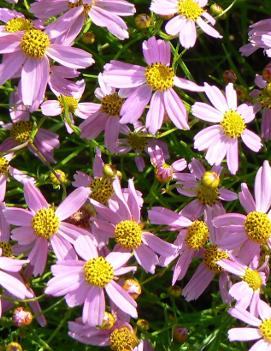 Coreopsis rosea 'American Dream'