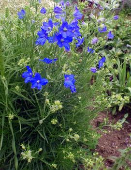 Delphinium grandiflorum 'Blue Butterfly'