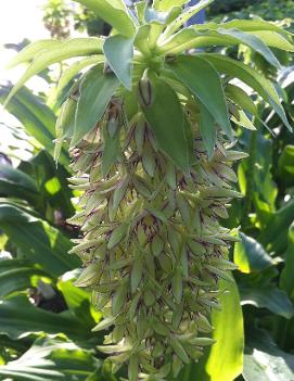 Eucomis bicolor