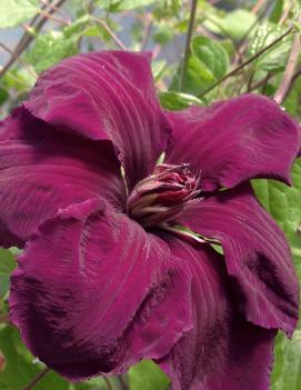 Clematis 'Gypsy Queen'