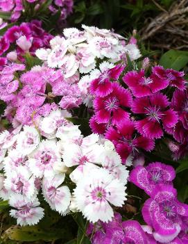 Dianthus barbatus 'Midget Mix'