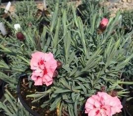 Dianthus x Sugar Plum ('WP80 IAN04') (PP21398)