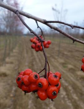 Crataegus phaenopyrum