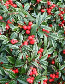 Cotoneaster salicifolius 'Repens'