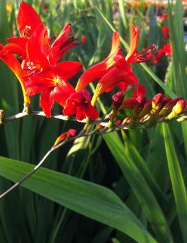 Crocosmia x 'Lucifer'