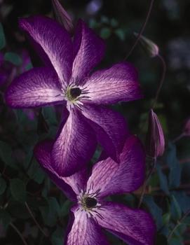 Clematis 'Venosa Violacea'