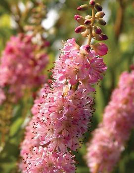 Clethra alnifolia 'Ruby Spice'