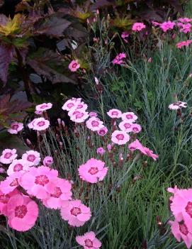 Dianthus alpinus