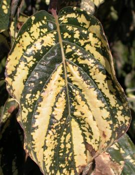 Cornus nuttallii 'Goldspot'