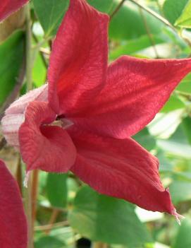 Clematis 'Gravetye Beauty'