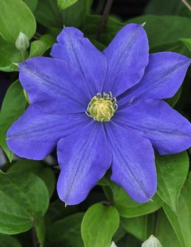 Clematis 'Fujimusume'