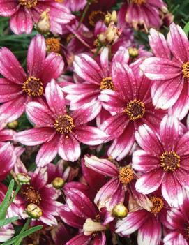 Coreopsis x 'Berry Chiffon' (PPAF)