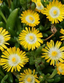 Delosperma cooperi 'Jewel of the Desert Peridot' (PP23566)