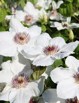 Clematis Ninon ('Evipo052')