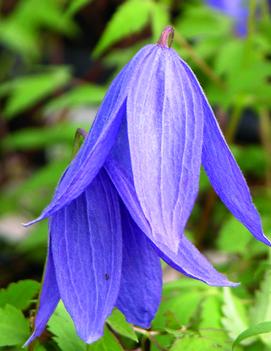 Clematis 'Frances Rivis'