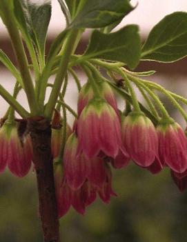 Enkianthus campanulatus