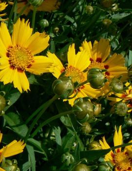 Coreopsis lanceolata Baby Sun ('Sonnenkind') (COPF)