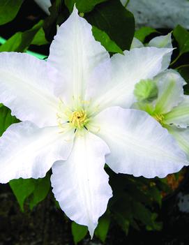 Clematis 'Gillian Blades'