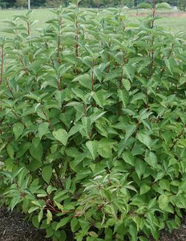 Cornus sericea Arctic Fire™ ('Farrow') (PP18523)