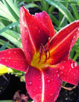 Hemerocallis 'Anzac'