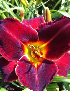 Hemerocallis 'Illini Jackpot'