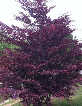 Fagus sylvatica Tricolor ('Roseomarginata')