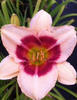 Hemerocallis 'Siloam Shocker'