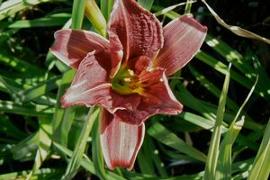 Hemerocallis 'Summer Wine'