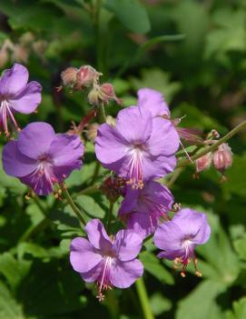 Geranium x cantabrigiense 'Karmina'