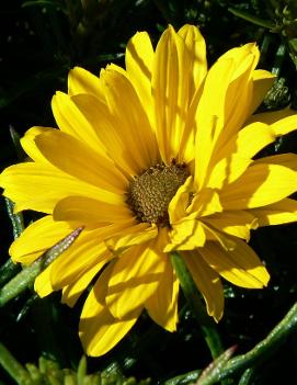 Helianthus salicifolius 'First Light' (PP13150, COPF)