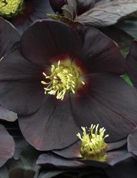 Helleborus x 'New York Night'