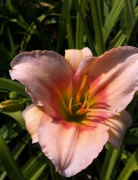 Hemerocallis 'Lady Eleanor'